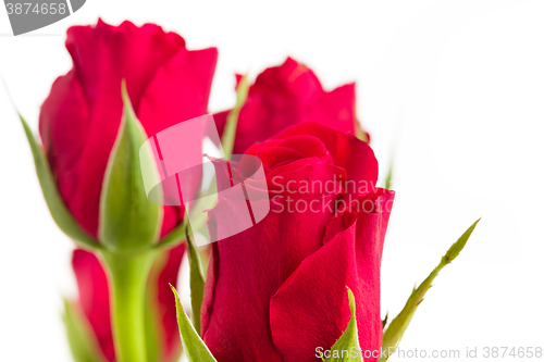 Image of Bouquet of fresh red roses