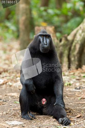 Image of Celebes crested macaque, Sulawesi, Indonesia