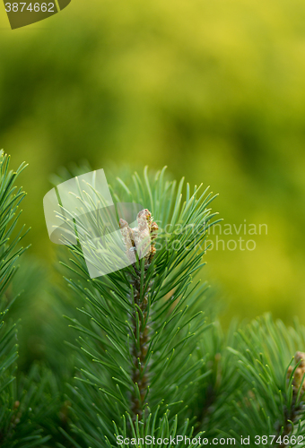 Image of conifer with shallow focus for background