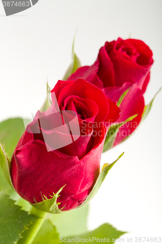 Image of Bouquet of fresh red roses