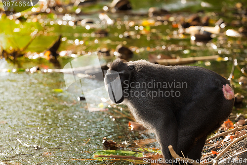 Image of Celebes crested macaque, Sulawesi, Indonesia