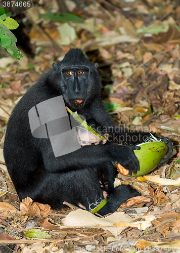 Image of Celebes crested macaque, Sulawesi, Indonesia