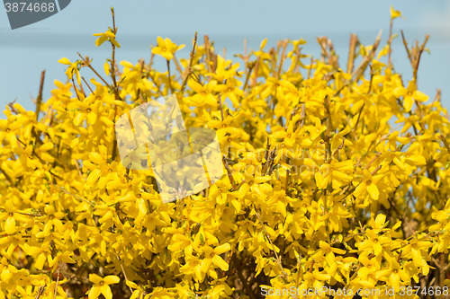 Image of Yellow blossoms of forsythia 