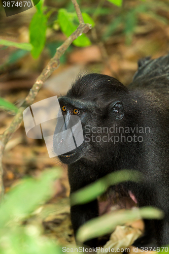 Image of portrait of Celebes crested macaque