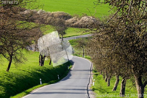 Image of road with alley of trees