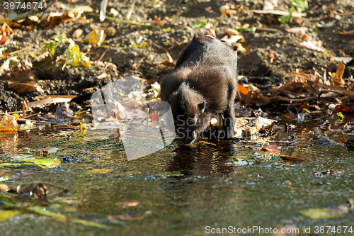 Image of Celebes crested macaque, Sulawesi, Indonesia