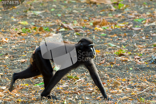 Image of Celebes crested macaque, Sulawesi, Indonesia