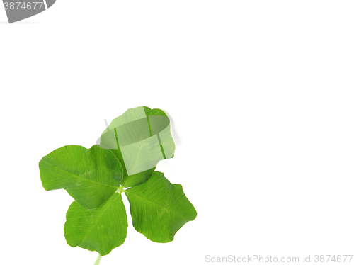 Image of Shamrock with copy space