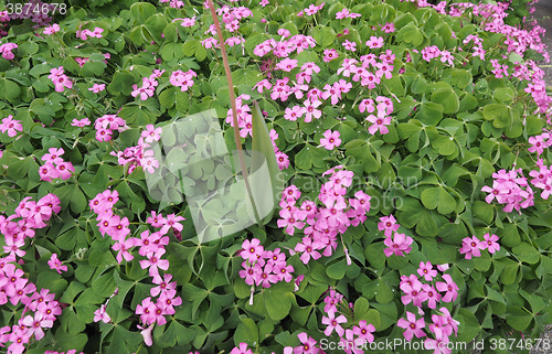 Image of Violet wood sorrel (Oxalis violacea)