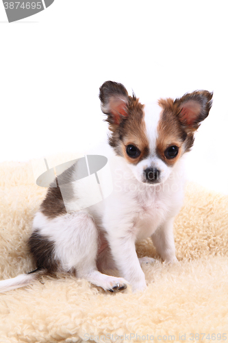 Image of chihuahua is resting 