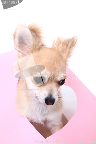 Image of small brown chihuahua isolated