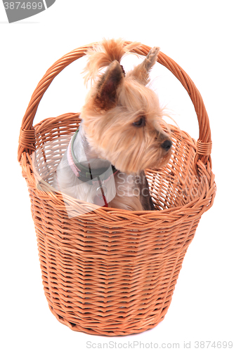 Image of yorkie puppy dog in the basket