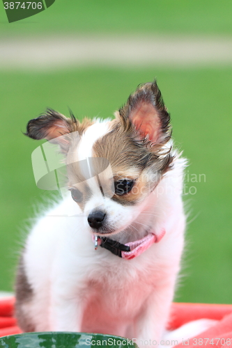 Image of chihuahua in the grass