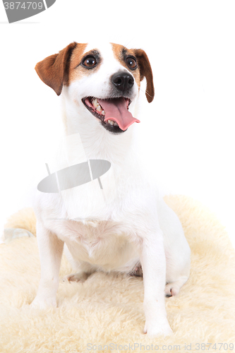 Image of jack russel terrier dog