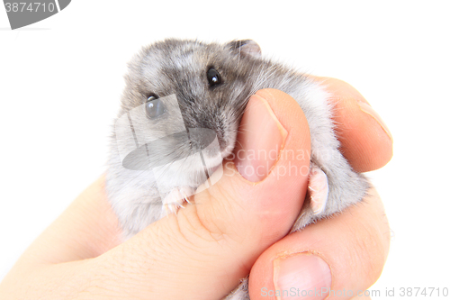 Image of dzungarian hamster in human hand
