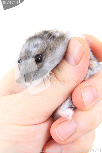 Image of dzungarian hamster in human hand