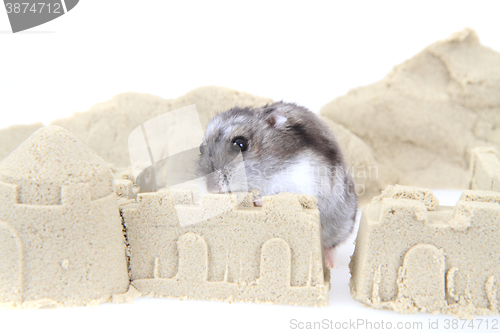 Image of dzungarian hamster in the sand tower