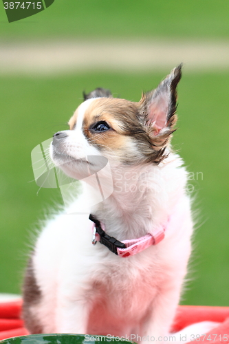 Image of chihuahua in the grass