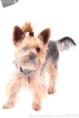 Image of yorkie puppy dog