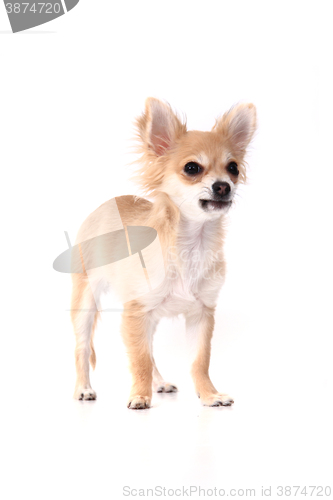 Image of small brown chihuahua isolated