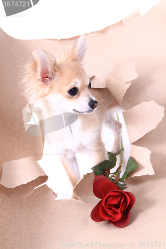 Image of small brown chihuahua isolated
