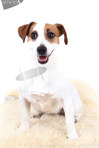 Image of jack russel terrier dog