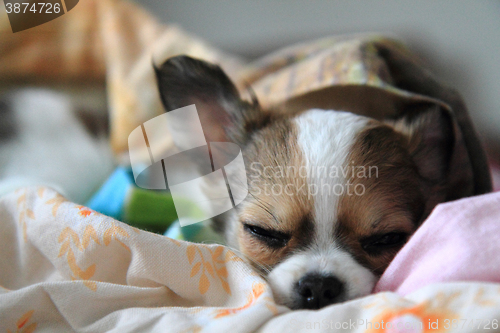 Image of 8 weeks chihuahua puppy is sleeping