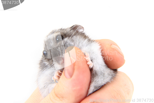 Image of dzungarian hamster in human hand