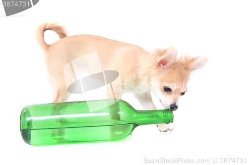 Image of chihuahua is drinking 
