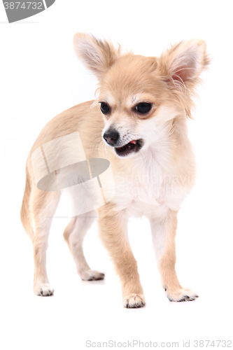 Image of small brown chihuahua isolated