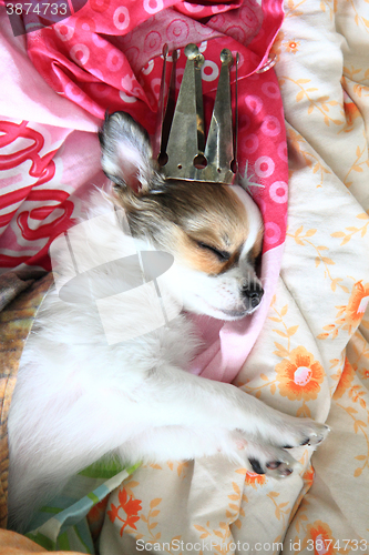 Image of 8 weeks chihuahua puppy is sleeping