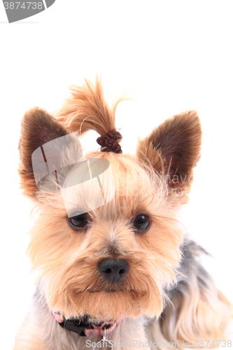 Image of yorkie puppy dog