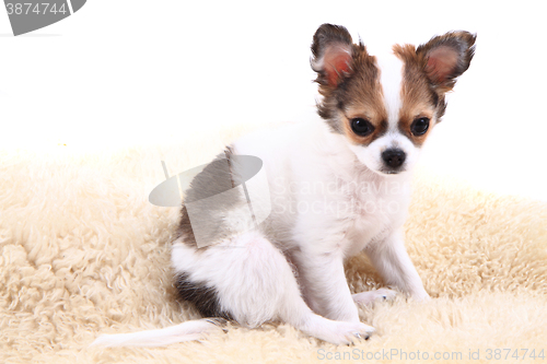 Image of chihuahua is resting 