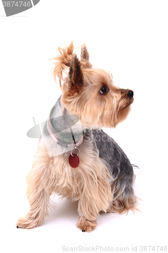 Image of yorkie puppy dog