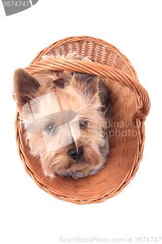 Image of yorkie puppy dog in the basket