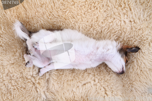 Image of 8 weeks chihuahua puppy is sleeping