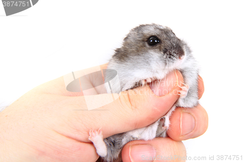 Image of dzungarian hamster in human hand