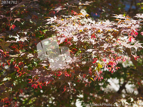 Image of Red maple acer tree