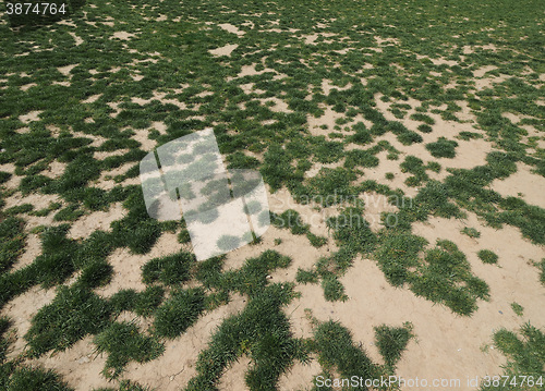 Image of Scalped turf in meadow