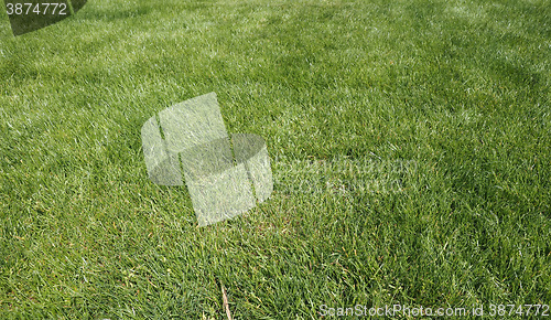 Image of Green grass meadow background