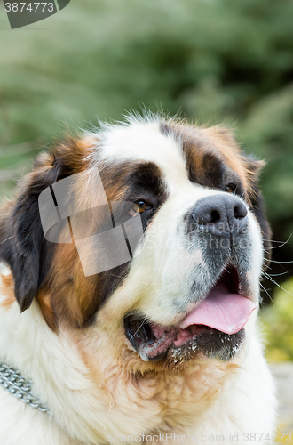 Image of Portrait of a nice St. Bernard dog