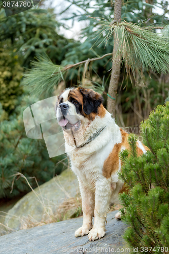 Image of Portrait of a nice St. Bernard dog