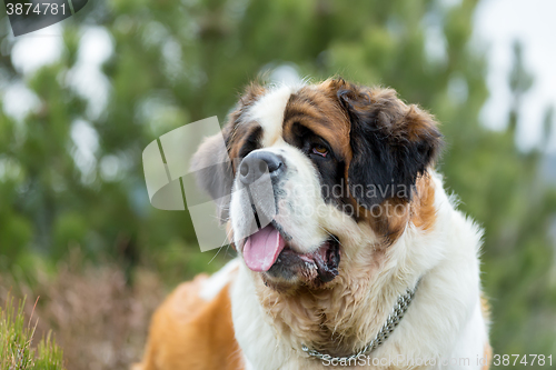 Image of Portrait of a nice St. Bernard dog