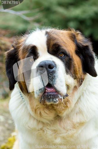 Image of Portrait of a nice St. Bernard dog