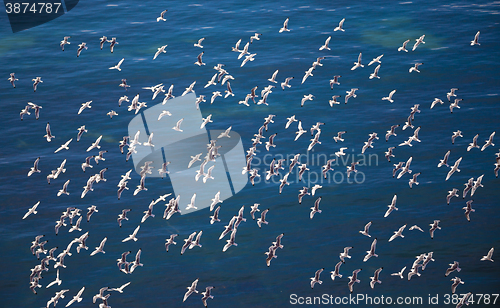 Image of flock of European Herring Gulls, Larus argentatus