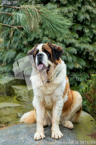 Image of Portrait of a nice St. Bernard dog