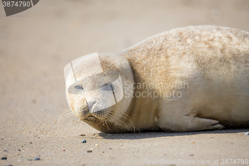 Image of Young Harbor Seal baby