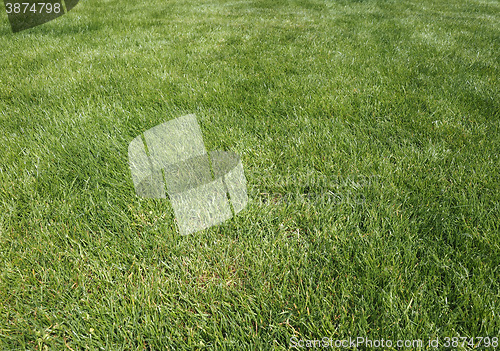 Image of Green grass meadow background