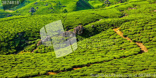 Image of Green tea plantations in Munnar, Kerala, India