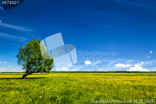 Image of Green field scenery lanscape with single tree